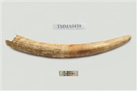 藏品(非洲象象牙)的圖片